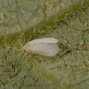 thumbnail for publication: Citrus Pest Quick Guide: Citrus Whitefly (Dialeurodes citri)
